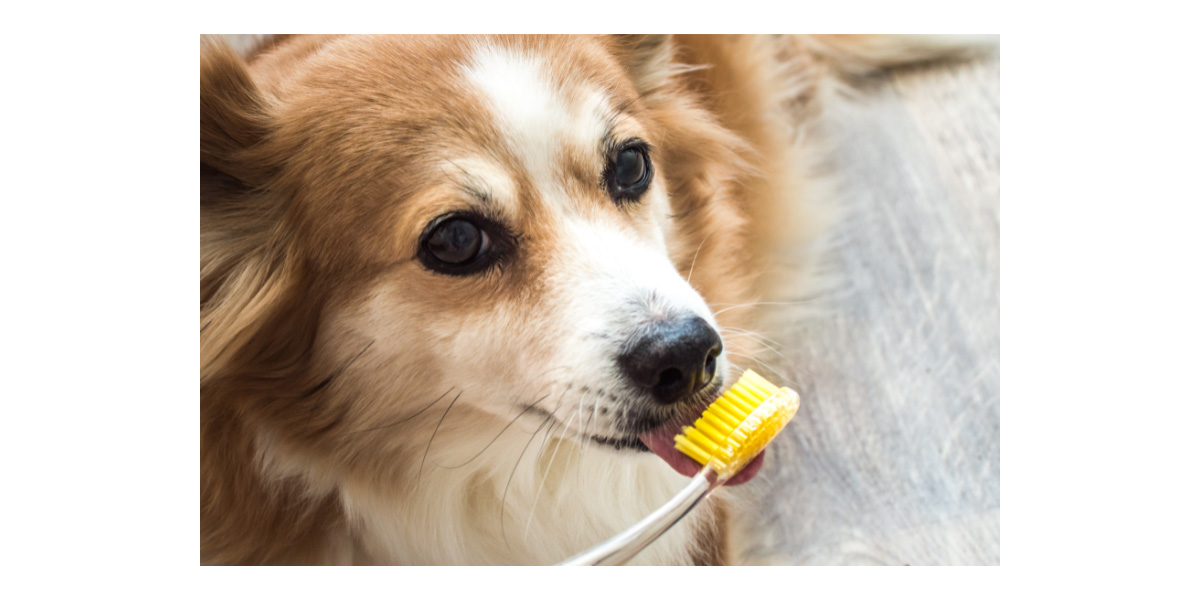 How to brush your pets teeth