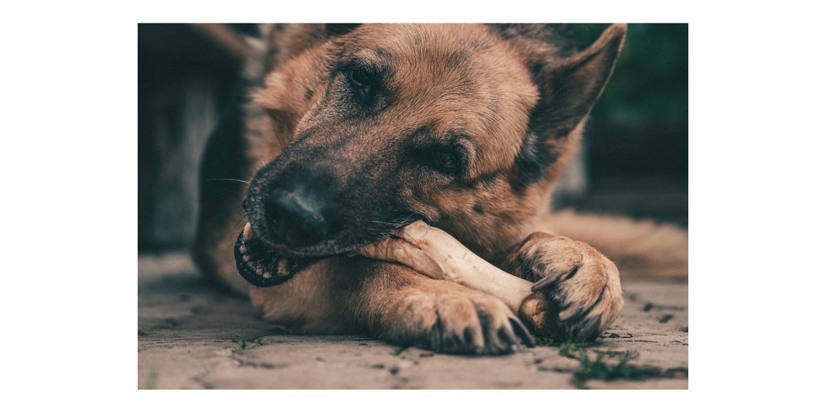 Are rawhides a safe treat