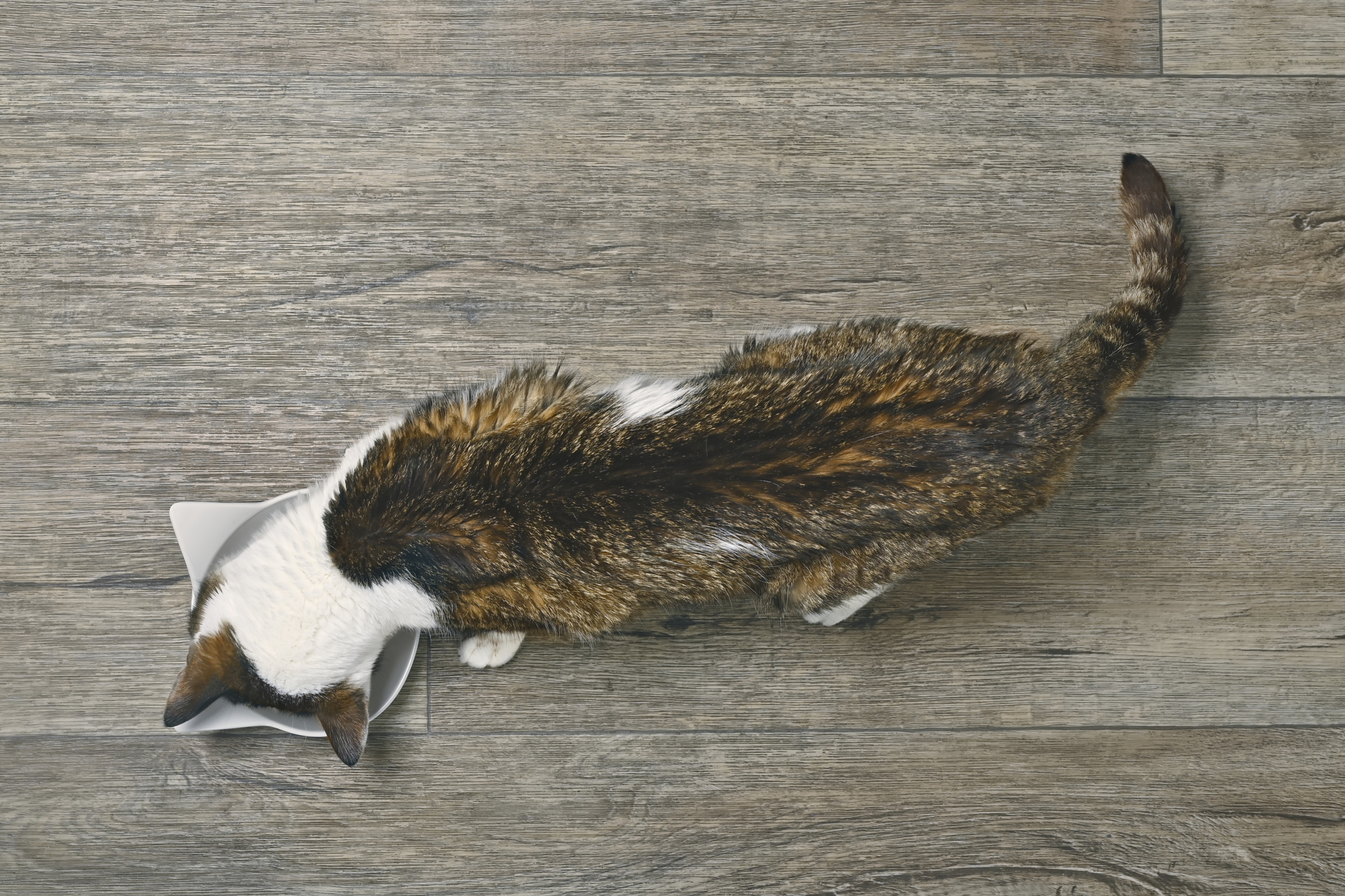 Underweight cat viewed from above while eating from a bowl.