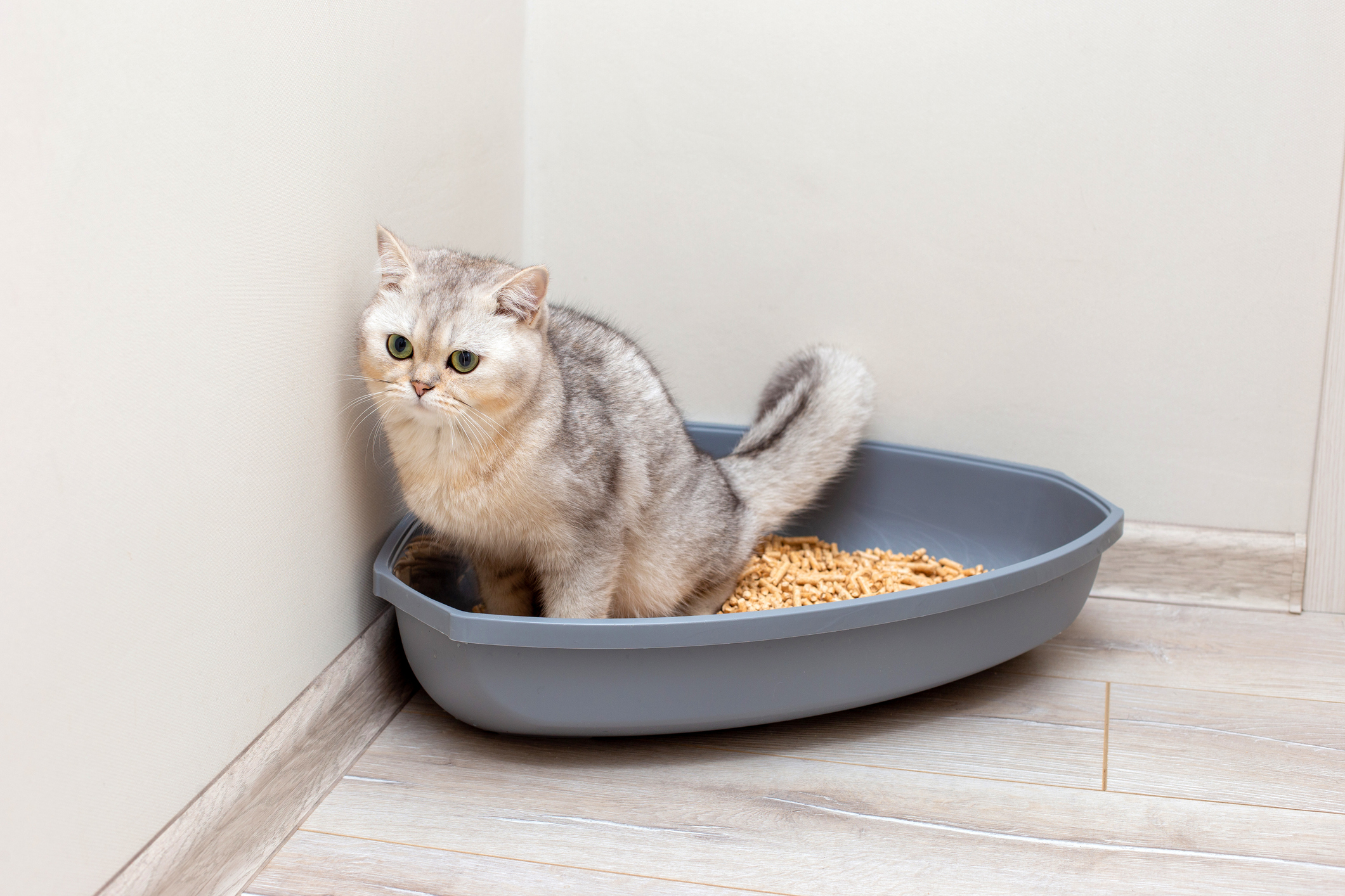 British shorthair using a litter box