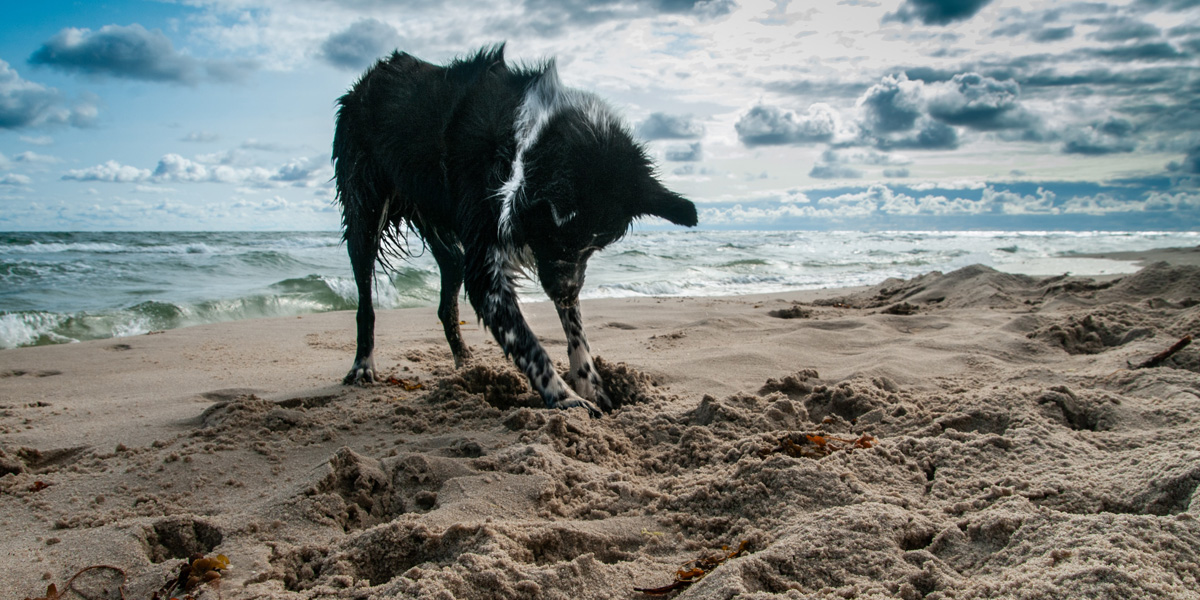 How to stop a dog from digging