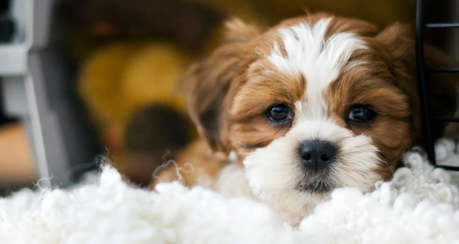 The PetMeds Everything Guide To Your New Puppy or Dog