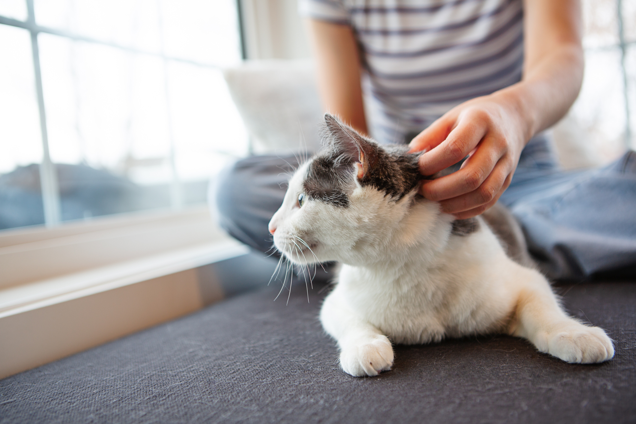 Dehydration skin tent test demonstrated on gray and white cat