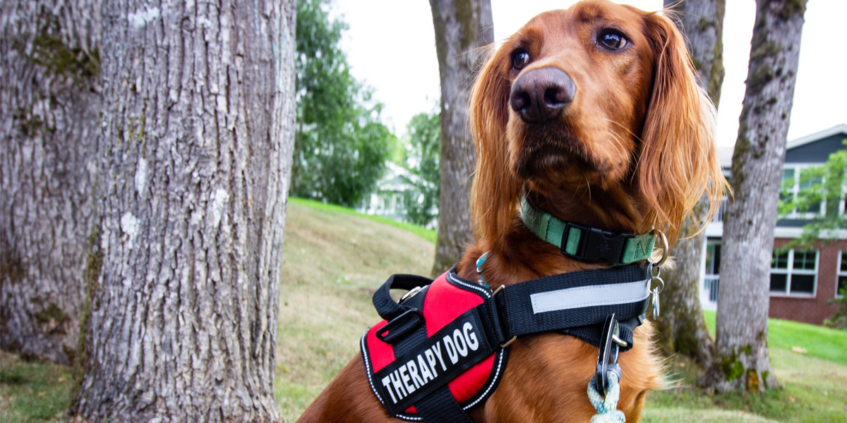 Therapy dog