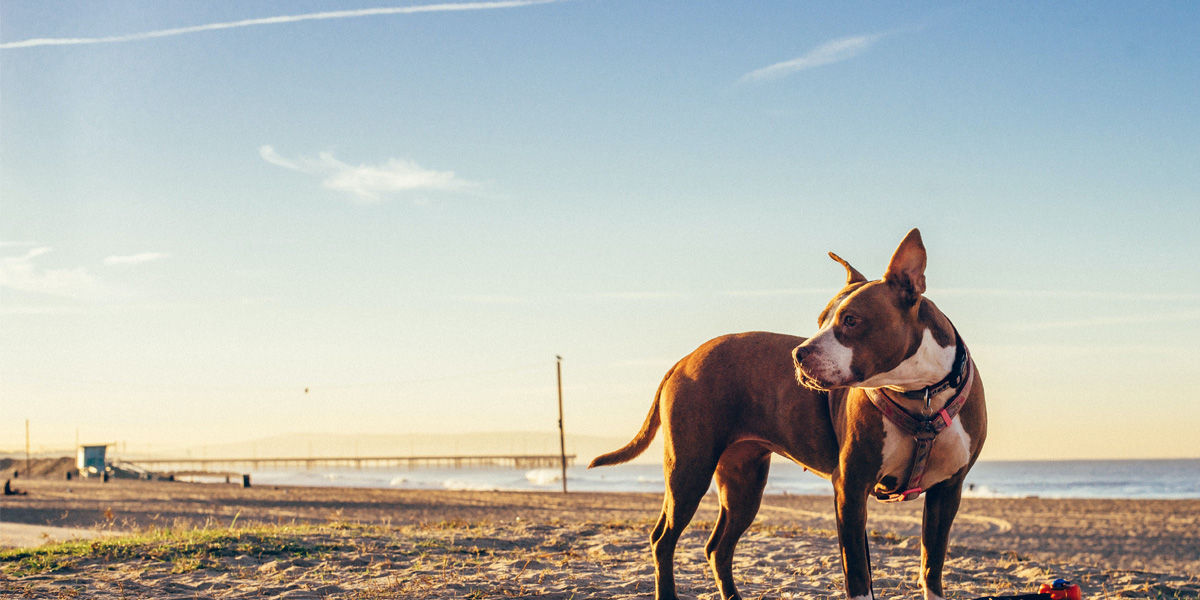 Sunburned pets