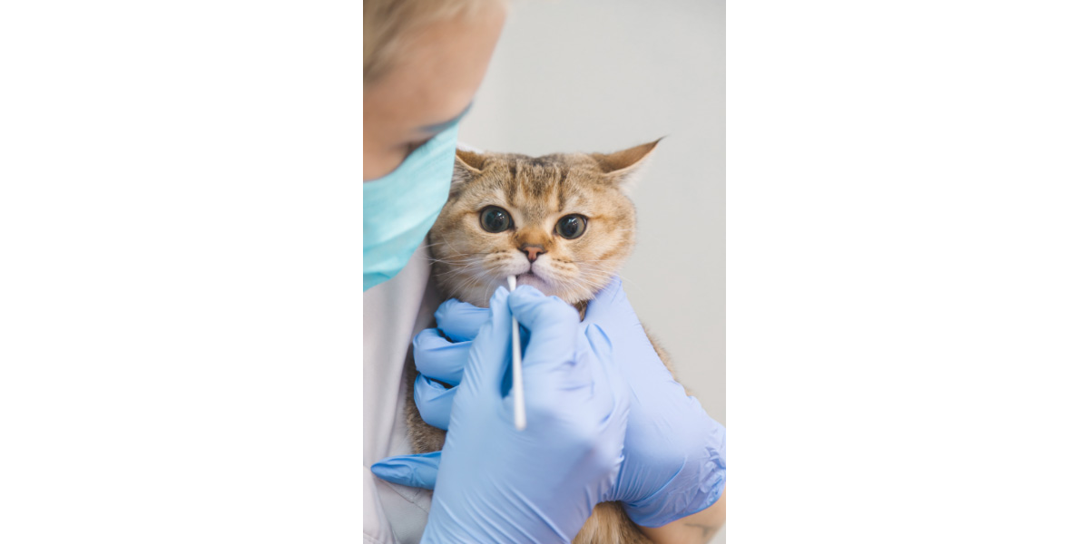 Feline Stomatitis