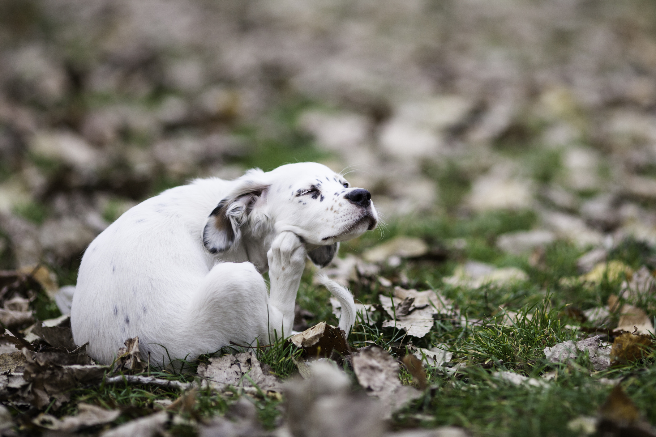 White dog scratching due to allergies outside surrounded by fall leaves.