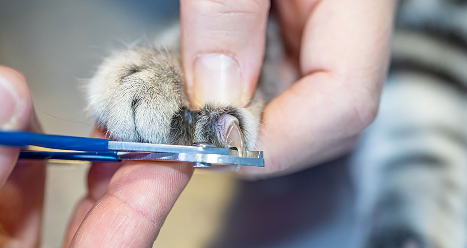 Closeup of vet tech clipping a cat’s front claw