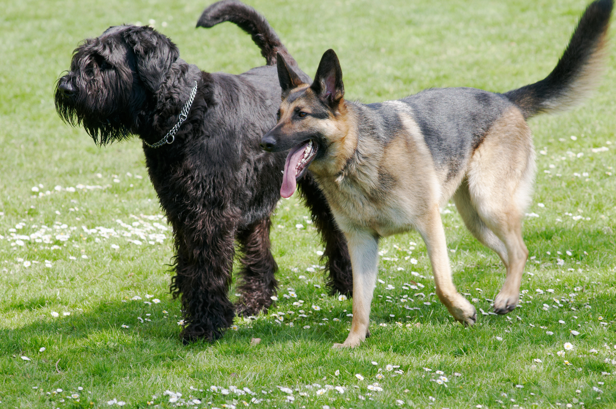 Giant Schnauzer next to German Shepherd