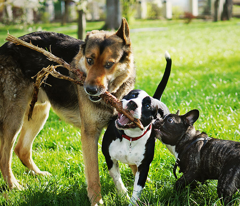 There are hundreds of species of flies that attack dogs, cats, and horses