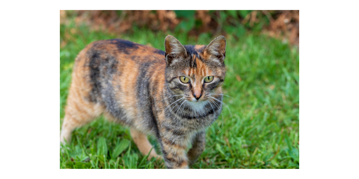 Cat proof backyard