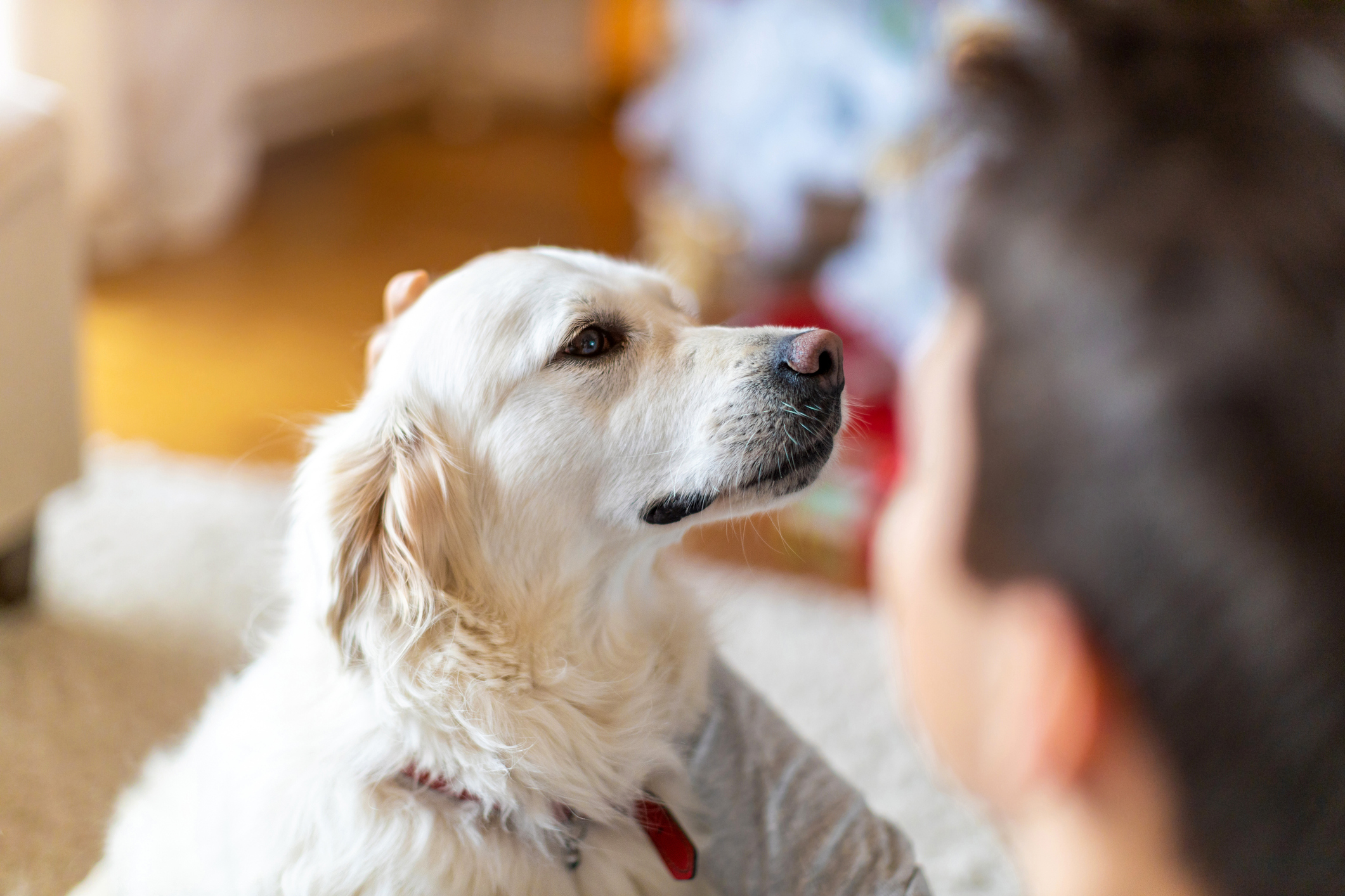 Retriever looks up as pet parent touches the back of his head