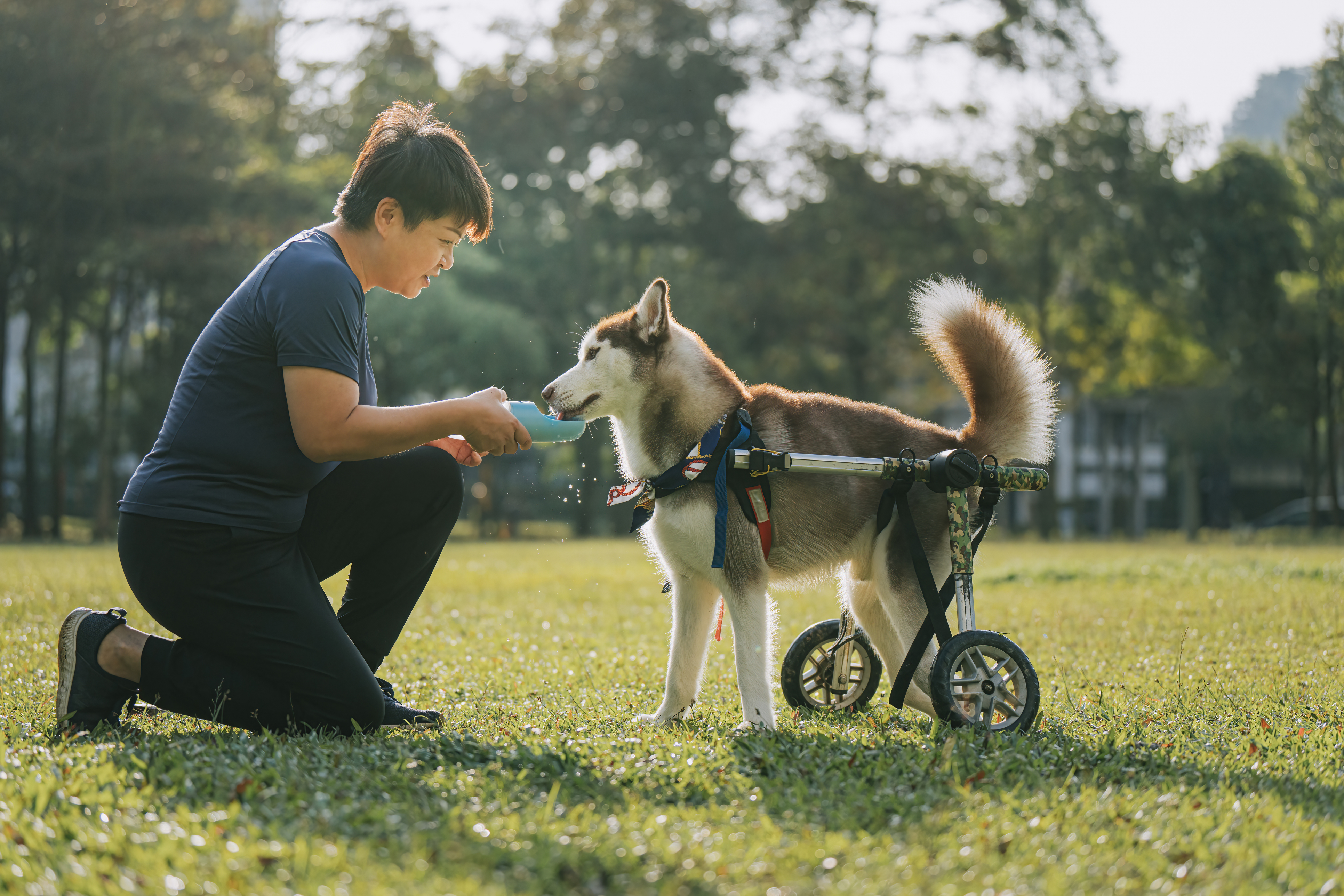 Owner helps their husky drink water while enjoying a summer day outside